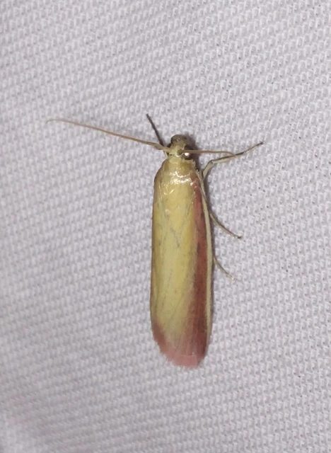 Oncocera semirubella - lucernamoly