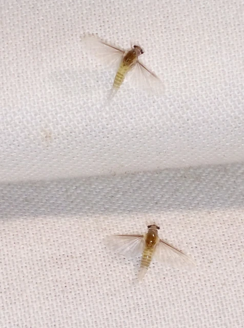 Ephemeroptera - Kérészek
