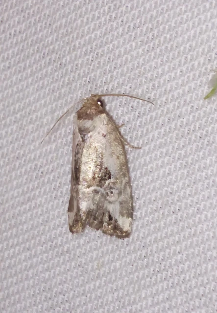 Hapalotis venustula - rózsaszínű mázasbagoly