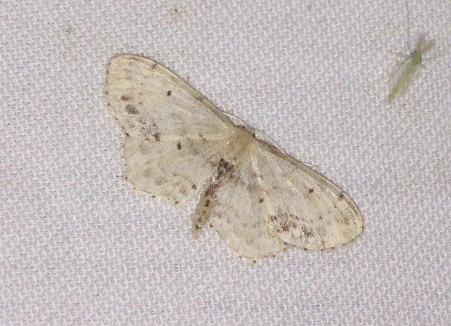 Idaea dimidiata - gyakori apróaraszoló