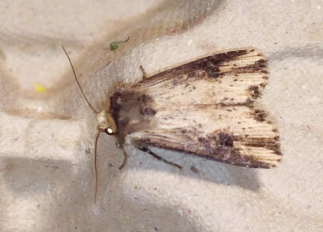 Axylia putris - vonalkás földibagoly