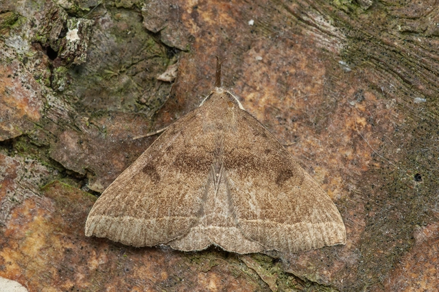 Pechipogo plumigeralis - tollascsápú karcsúbagoly