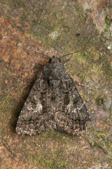 Anophia leucomelas - déli folyófűbagoly