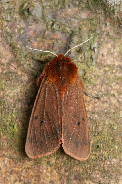 Phragmatobia fuliginosa - füstös medvelepke