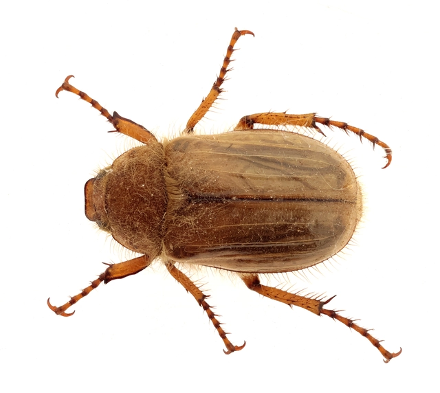 Amphimallon solstitiale - bordás sárgacserebogár