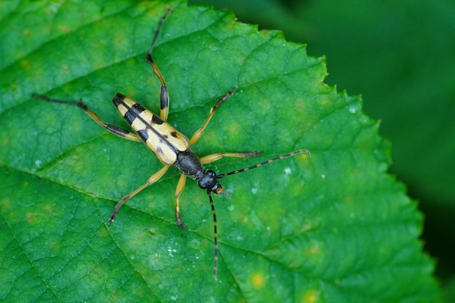 Rutpela maculata - tarkacsápú karcsúcincér