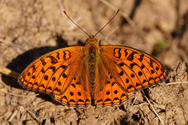 Argynnis adippe - ezüstös gyöngyházlepke