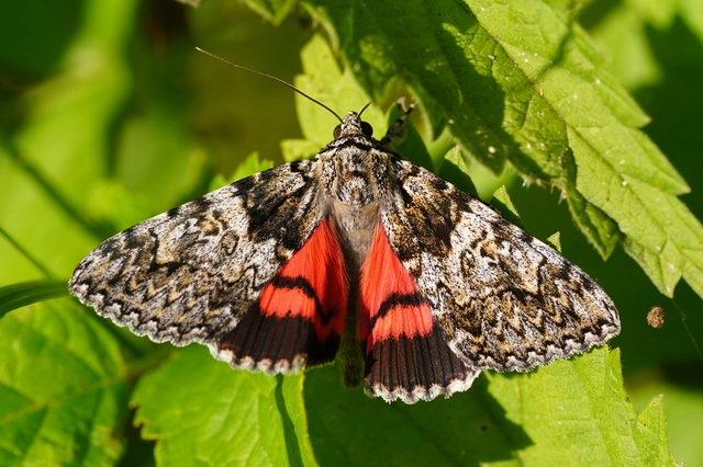 Catocala promissa - kis tölgyfa-övesbagoly