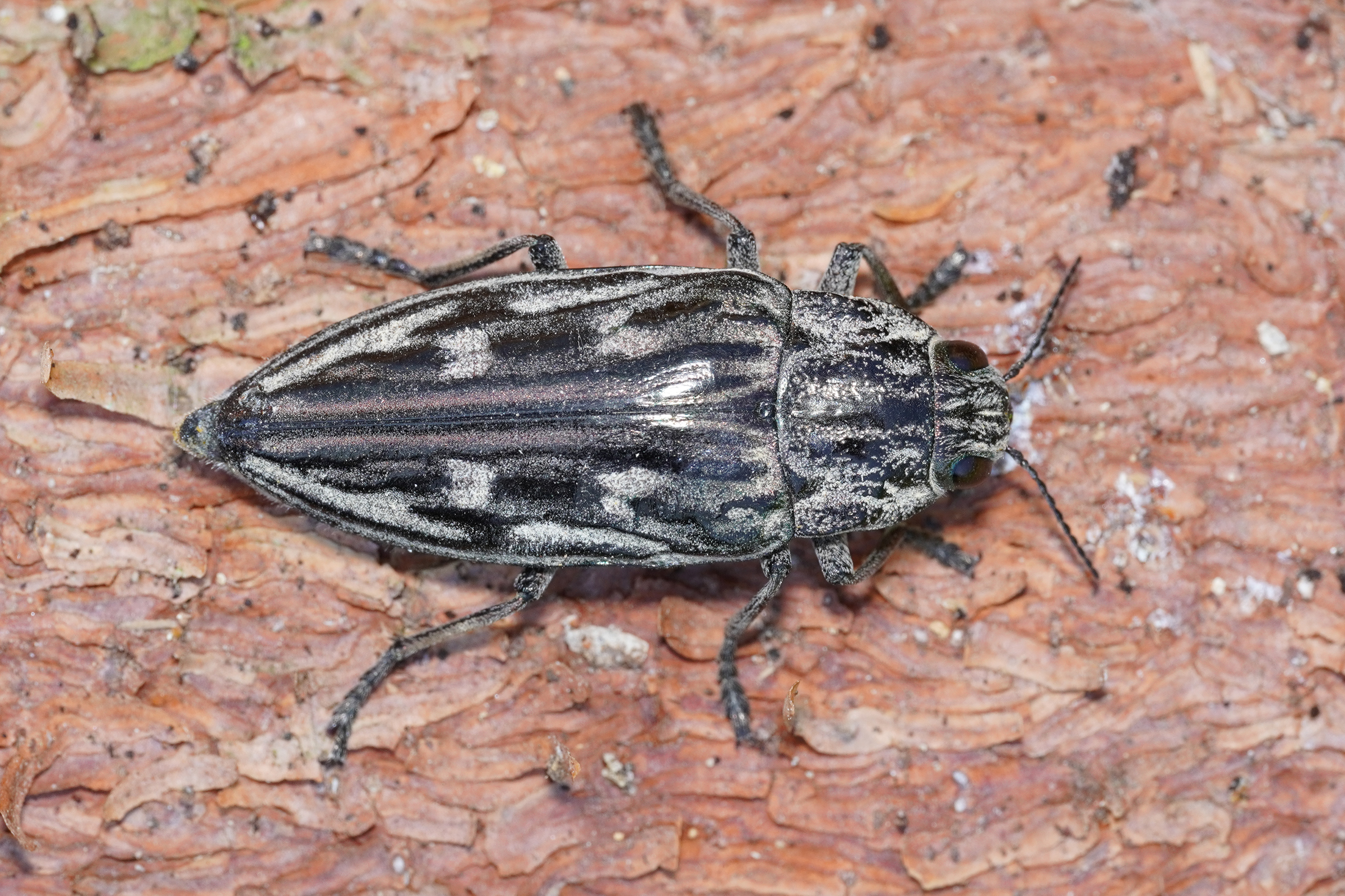 Chalcophora mariana - nagy fenyvesdíszbogár