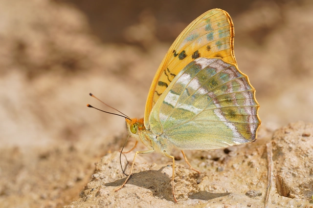 Argynnis paphia - nagy gyöngyházlepke