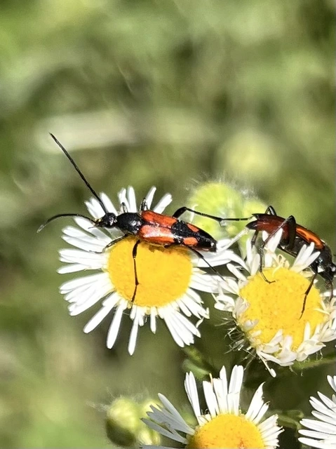 Stenurella bifasciata - kétöves karcsúcincér