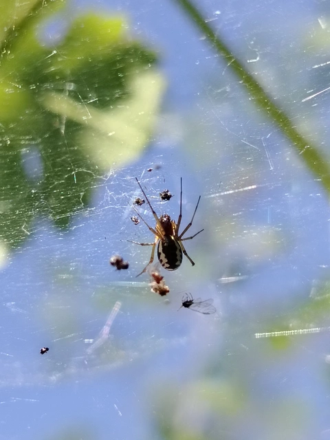 Linyphiidae - vitorláspókok