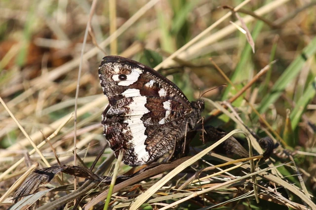 Brintesia circe - fehéröves szemeslepke