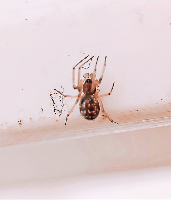 Linyphiidae - vitorláspókok