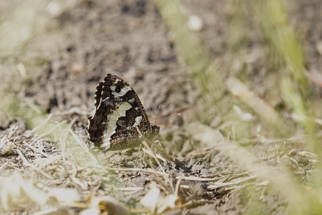 Brintesia circe - fehéröves szemeslepke