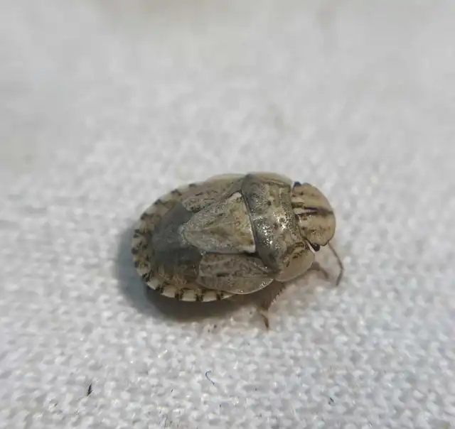 Menaccarus arenicola - homoki laposfejű poloska