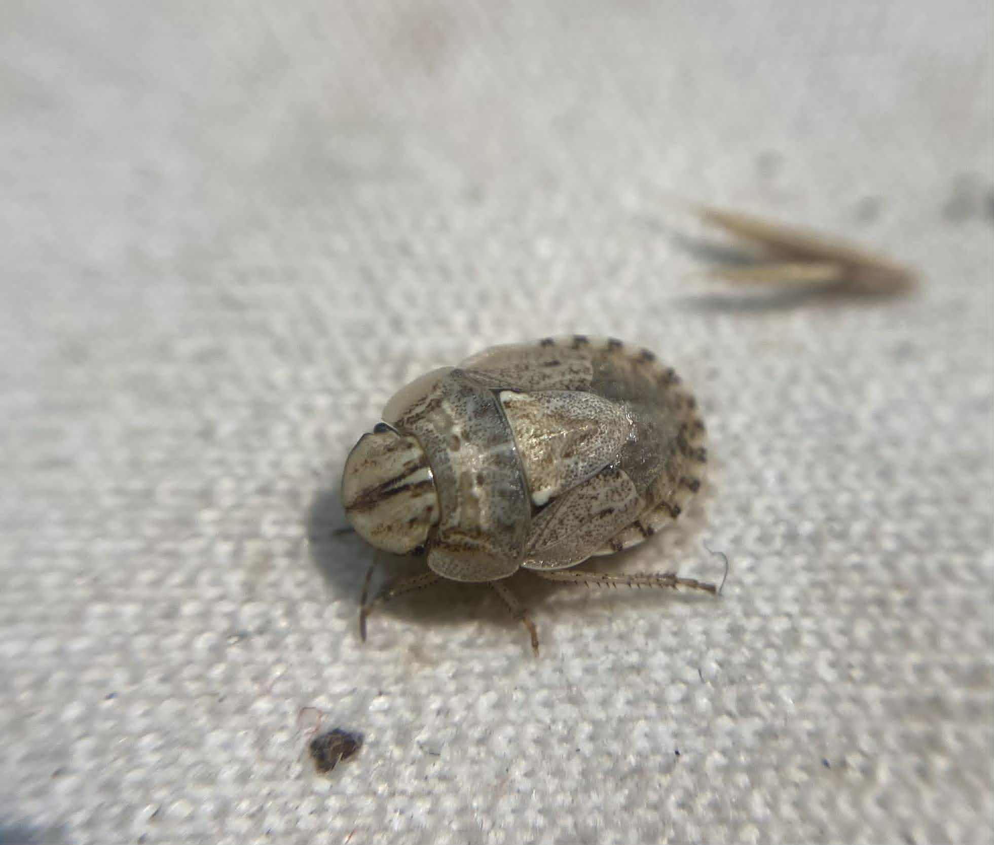Menaccarus arenicola - homoki laposfejű poloska