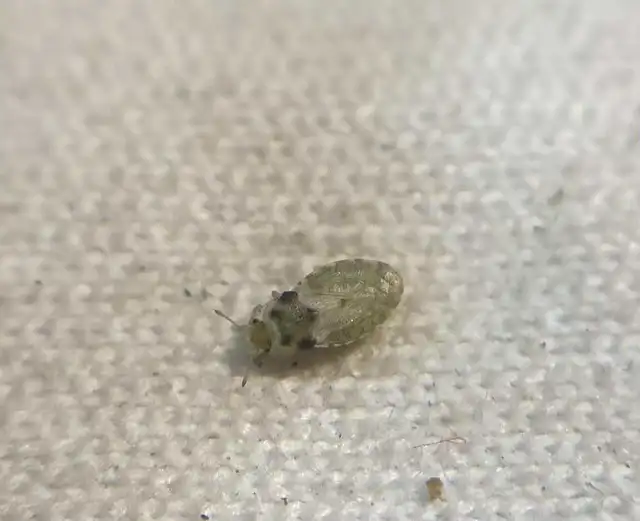 Parapiesma Parapiesma