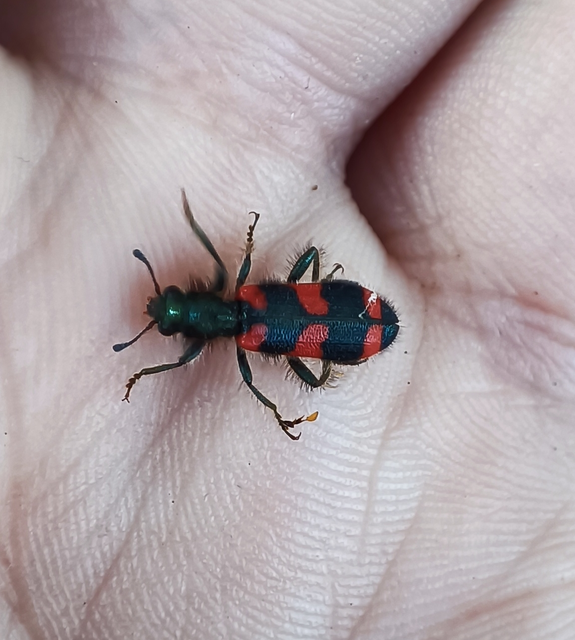 Trichodes favarius - hatfoltos méhészbogár