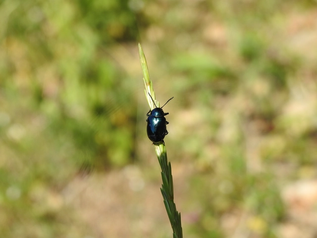 Chrysochus asclepiadeus - tündöklő méreggyiloklevelész