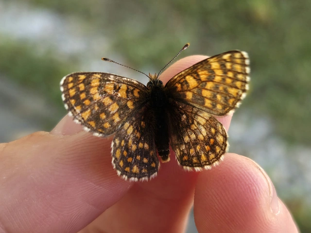 Melitaea aurelia - recés tarkalepke