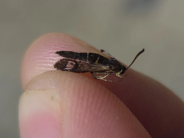 Sesiidae - szitkárfélék