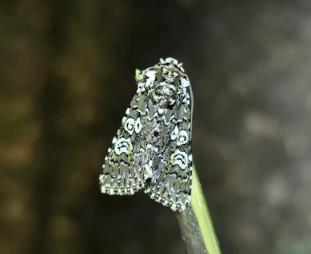 Lamprosticta culta - hármasfoltú bagoly