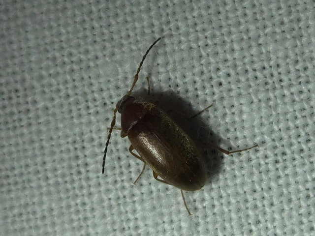 Isomira antennata - vastagcsápú alkonybogár