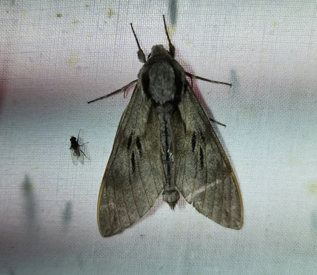 Hyloicus pinastri - fenyőszender