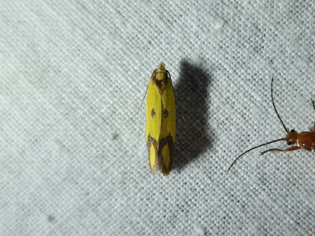 Agapeta zoegana - barnacsíkos sárgamoly