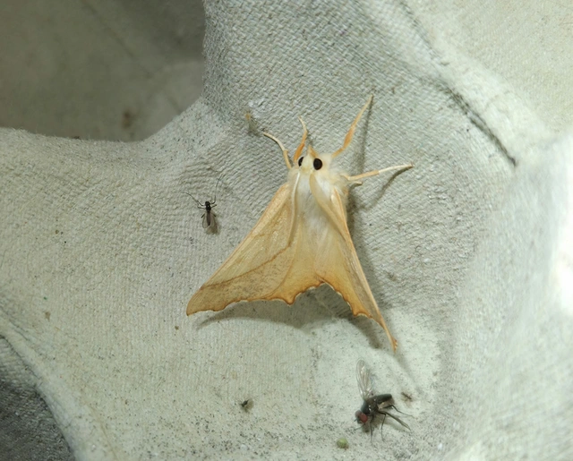 Ennomos fuscantaria - kőris-levélaraszoló