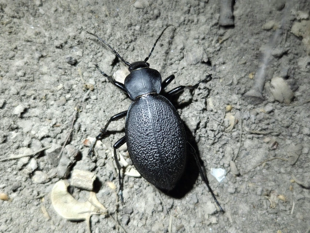 Carabus coriaceus - bőrfutrinka