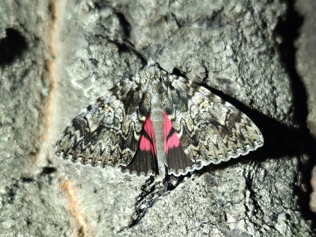 Catocala promissa - kis tölgyfa-övesbagoly