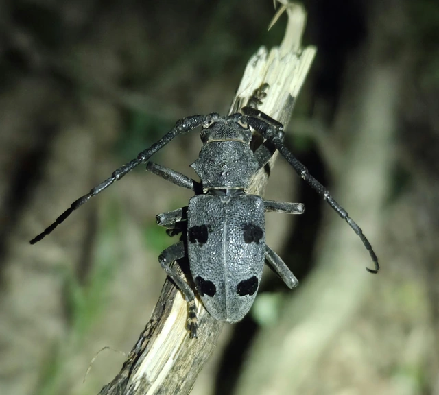 Morimus asper funereus - gyászcincér