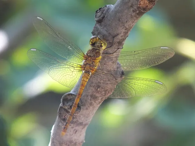 Sympetrum striolatum/vulgatum