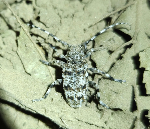 Aegomorphus clavipes - tarka cincér Aegomorphus clavipes - tarka cincér