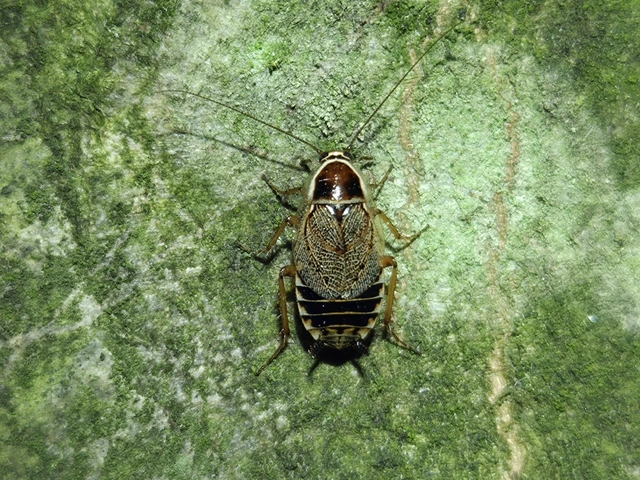 Blattodea - Csótányok