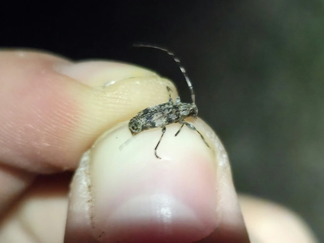 Leiopus nebulosus - öves gesztcincér