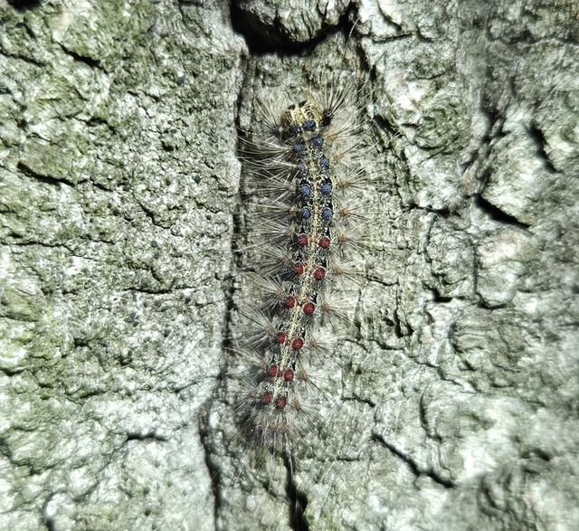 Lymantria dispar - gyapjaslepke