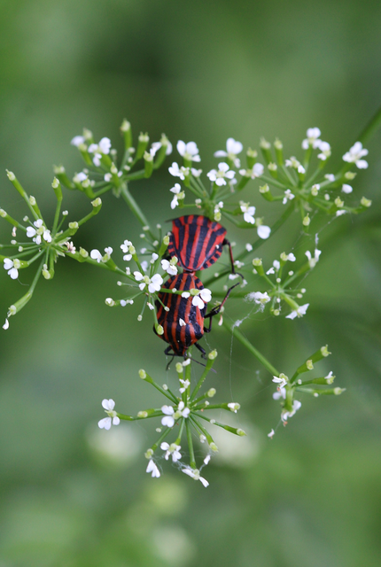 Graphosoma italicum - csíkos pajzsospoloska