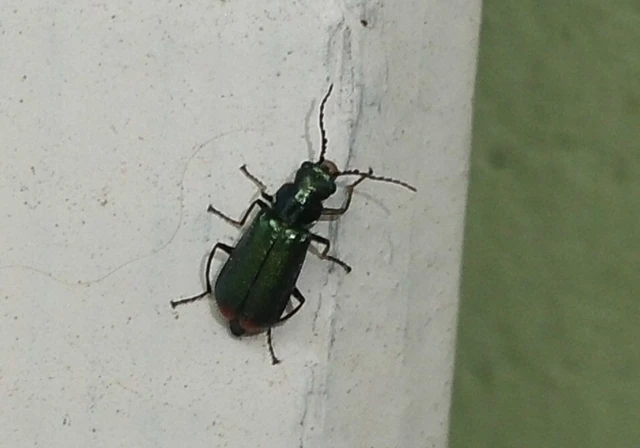 Malachius bipustulatus - kétfoltos bibircsesbogár