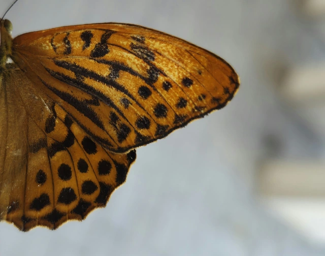 Argynnis paphia - nagy gyöngyházlepke