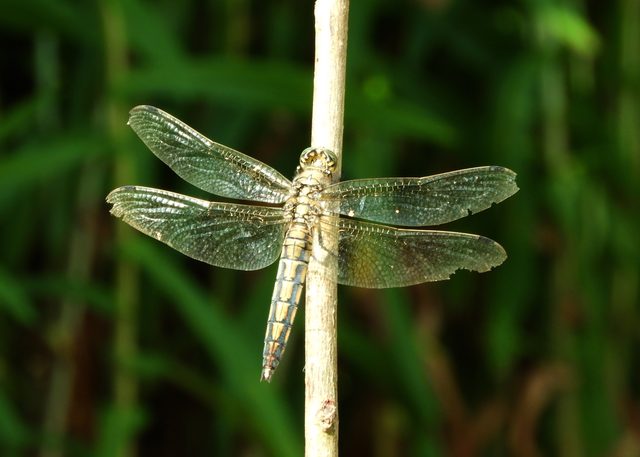 Orthetrum cancellatum - feketefarkú pásztorszitakötő