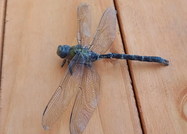 Anax imperator - zöld óriásacsa