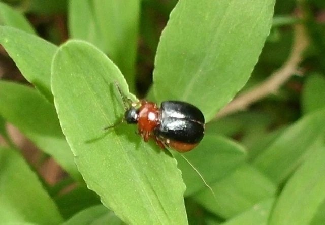 Gastrophysa polygoni - paraj-levélbogár Gastrophysa polygoni - paraj-levélbogár
