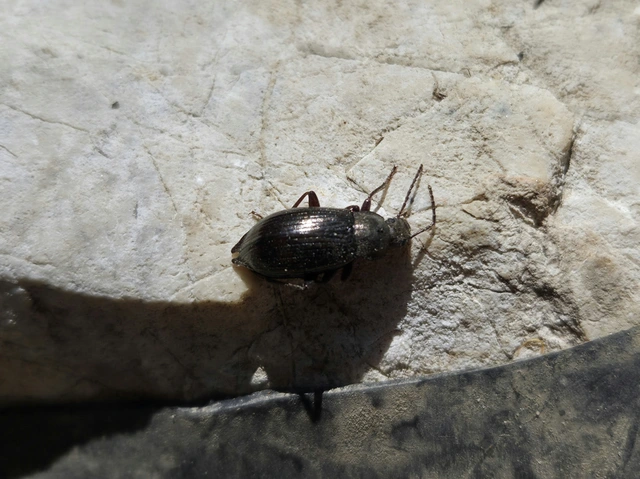 Stenomax aeneus - bronzos gyászbogár