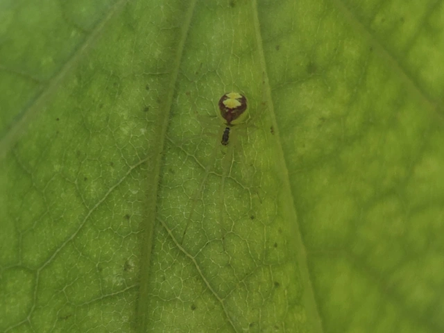 Theridion