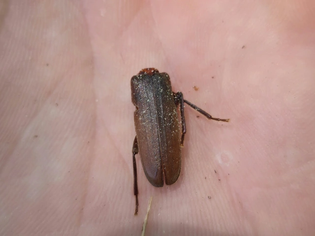 Arhopalus rusticus - gödrösnyakú cincér