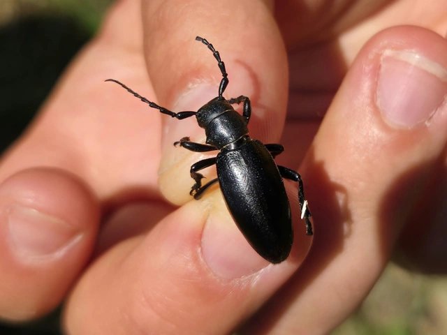 Dorcadion aethiops - fekete gyalogcincér