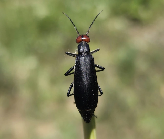 Epicauta rufidorsum - hollóbogár